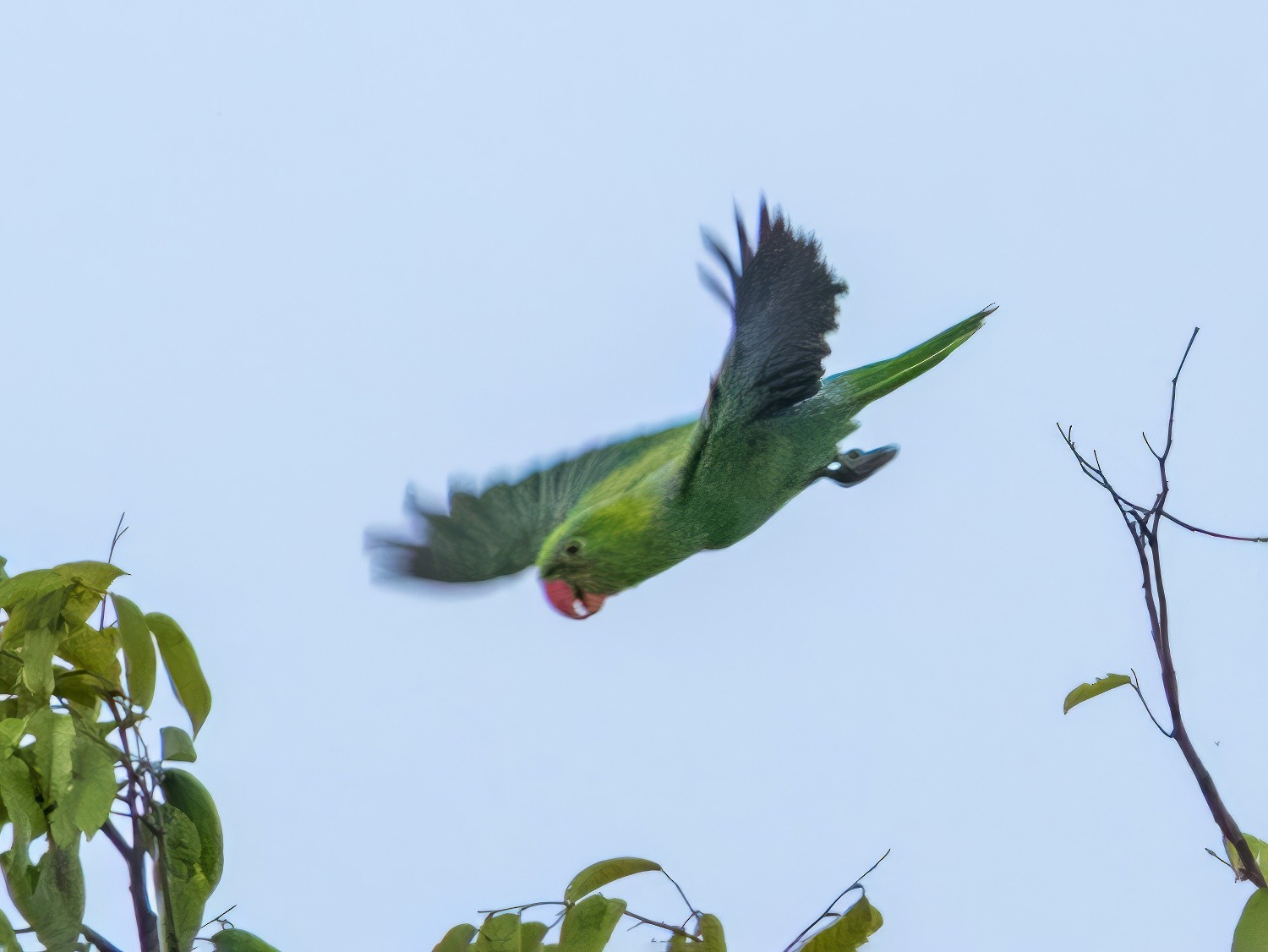 Bluebacked Parrot eBird
