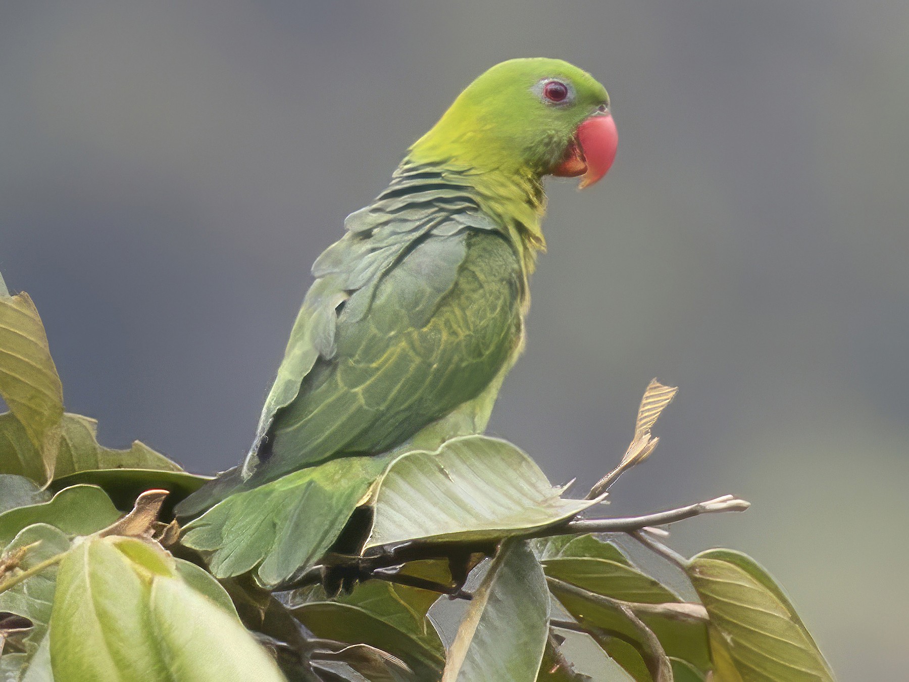 Bluebacked Parrot eBird