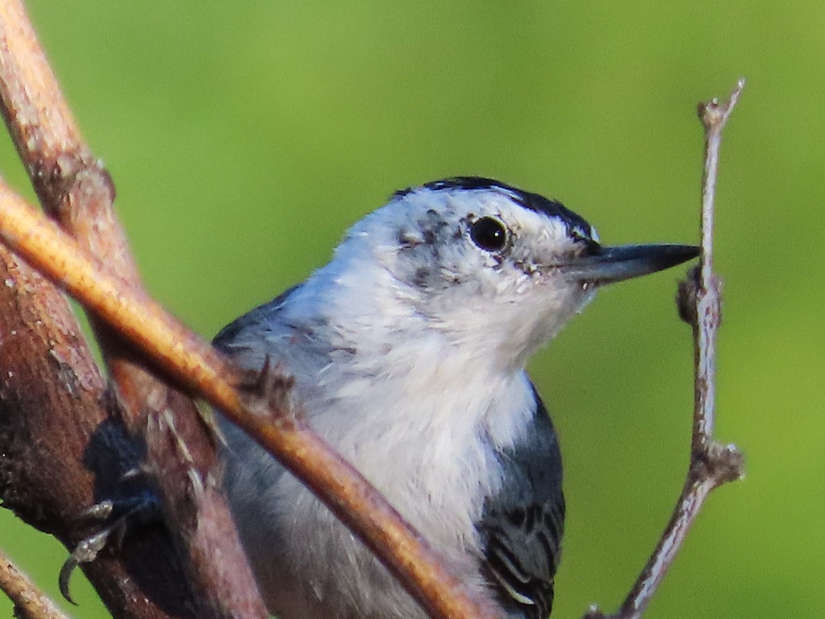 White-breasted Nuthatch - ML609211118