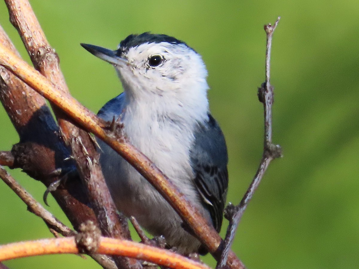 White-breasted Nuthatch - ML609211136