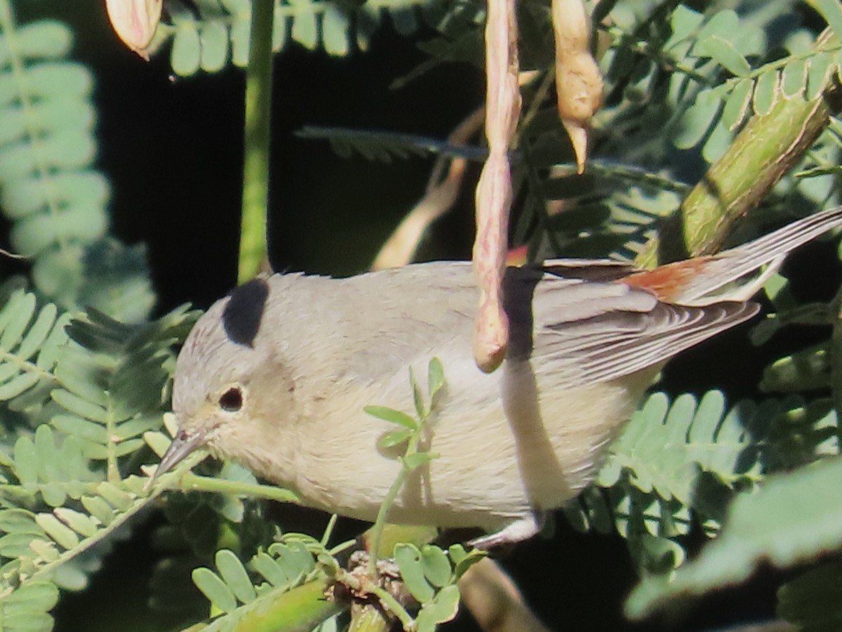 Lucy's Warbler - ML609211167