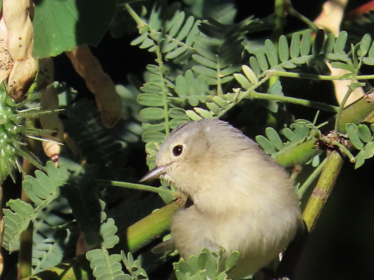 Lucy's Warbler - ML609211182