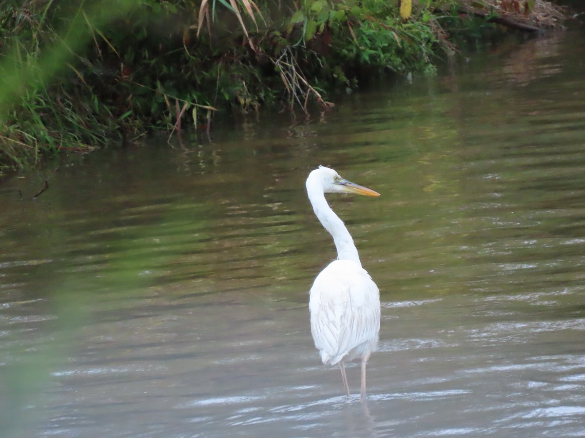 eBird Checklist - 24 Sep 2023 - Green Lane Park--Church Rd. Bird ...