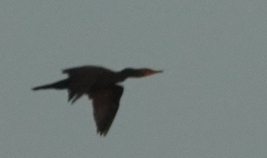 Double-crested Cormorant - ML609211533