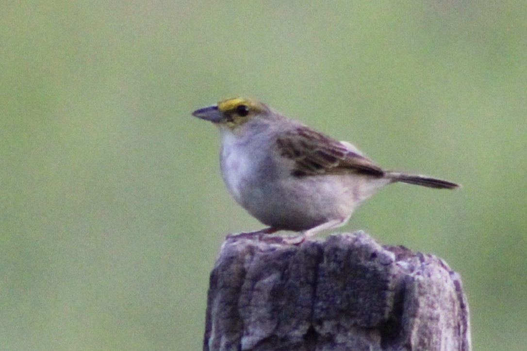 Yellow-browed Sparrow - ML609211699