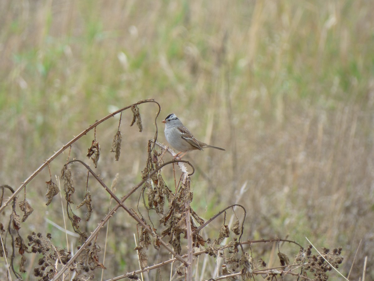 White-crowned Sparrow - ML609211856