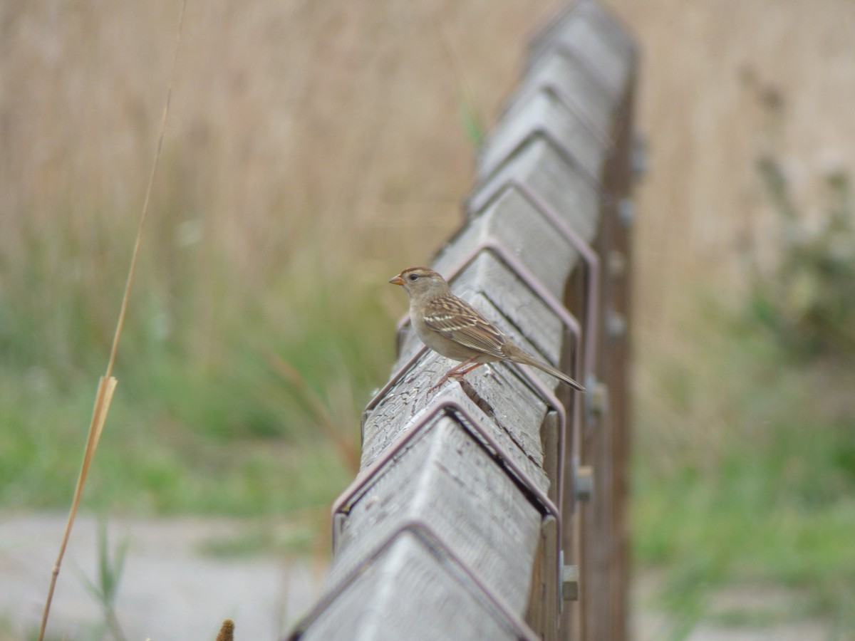 White-crowned Sparrow - ML609211878