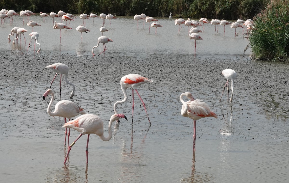 Greater Flamingo - ML609212068
