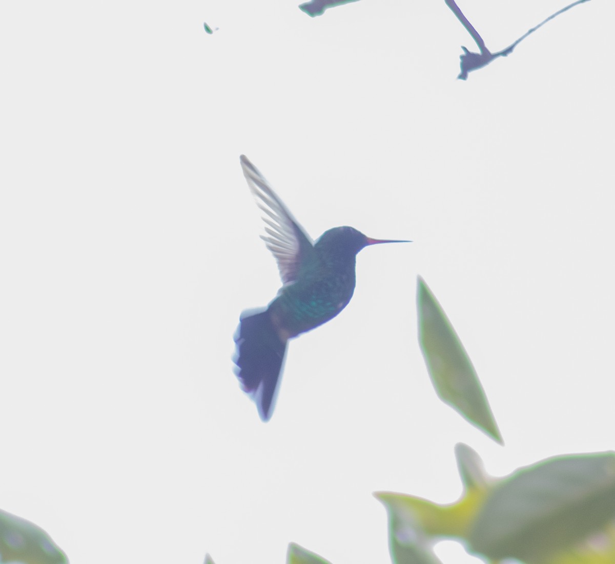 kolibřík Canivetův - ML609212075
