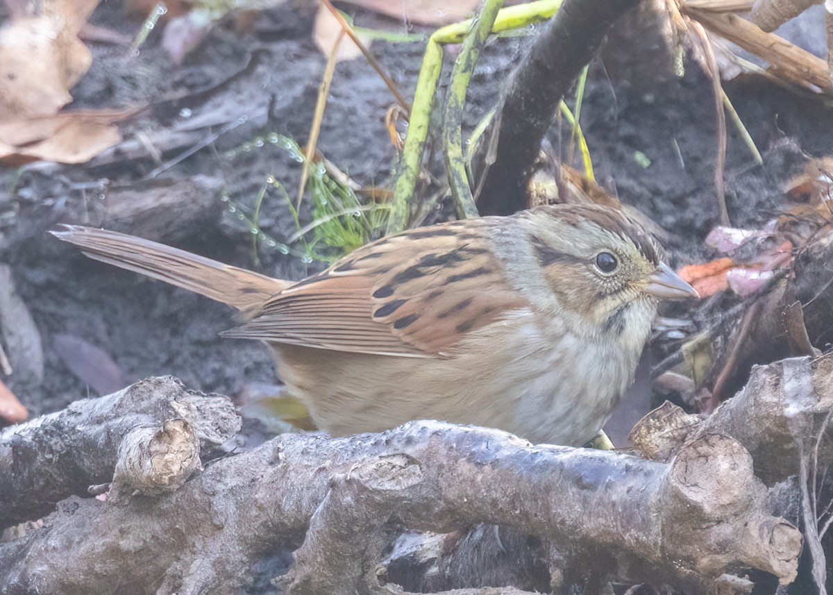 Swamp Sparrow - ML609212149