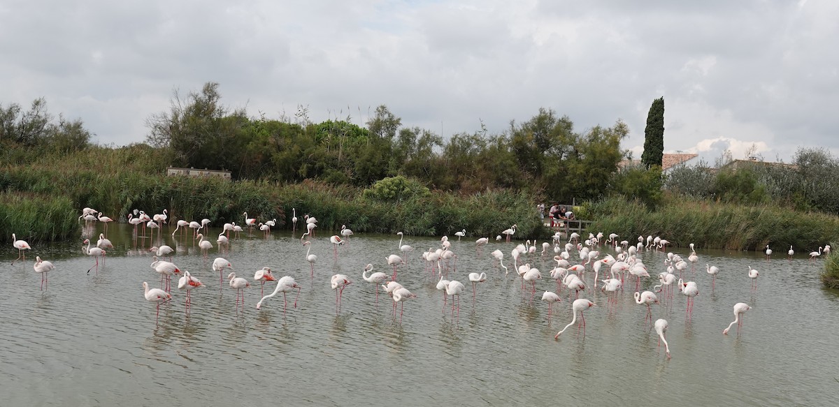 Greater Flamingo - ML609212219
