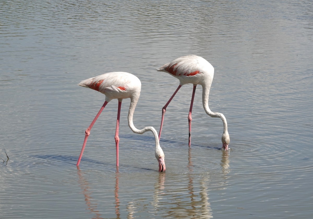 Greater Flamingo - ML609212262