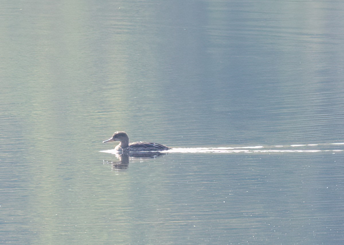 Hooded Merganser - ML609212565