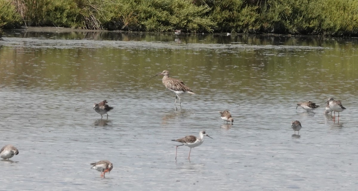 Eurasian Curlew - ML609212664