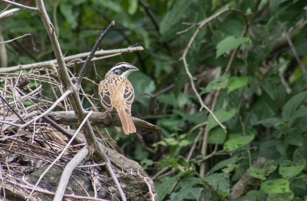 Stripe-headed Sparrow - ML609212669