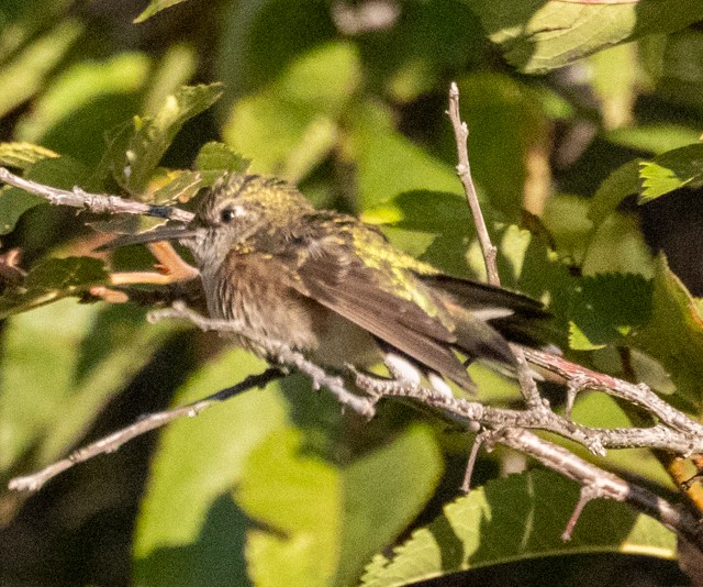Broad-tailed Hummingbird - ML609212864