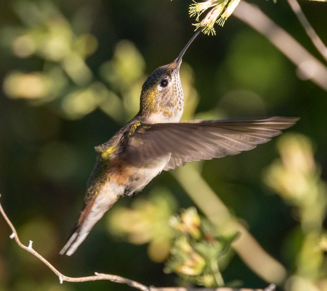 Broad-tailed Hummingbird - Sonya Keene