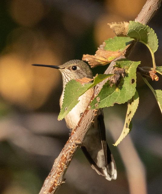 Broad-tailed Hummingbird - ML609212866