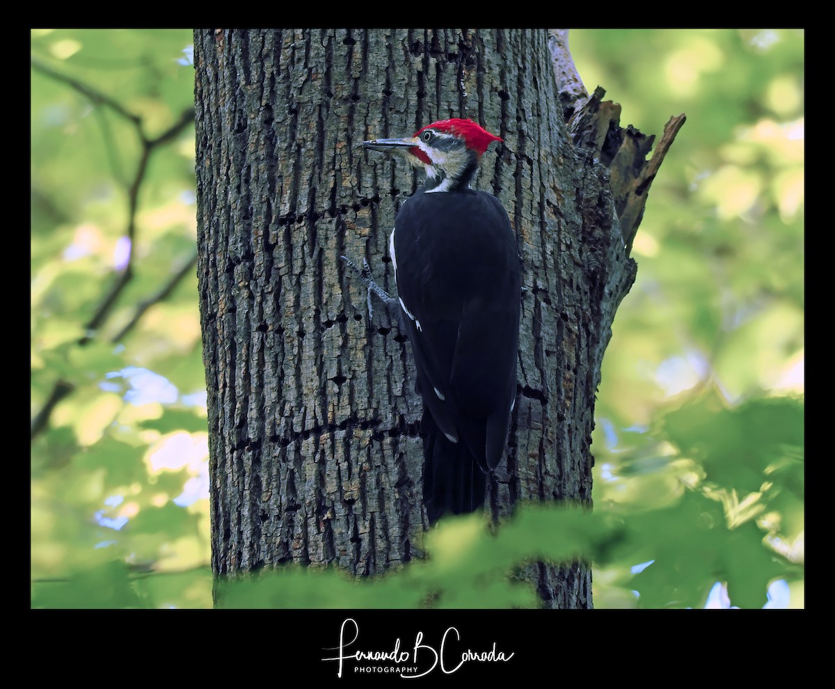 Pileated Woodpecker - Fernando Corrada