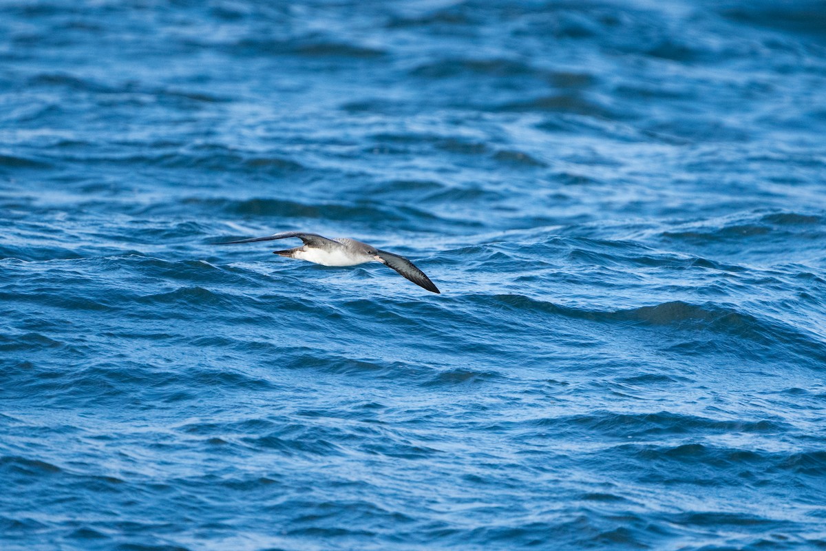 Pink-footed Shearwater - ML609213219