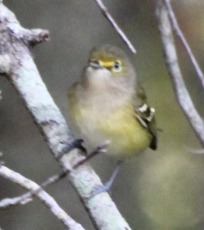 Ak Gözlü Vireo - ML609213220