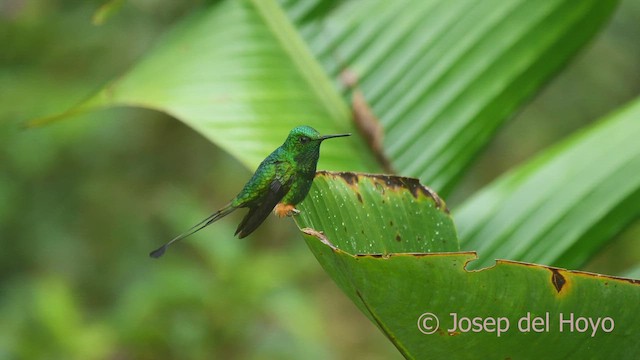 Rufous-booted Racket-tail (Anna's) - ML609213347