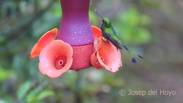 Rufous-booted Racket-tail (Anna's) - ML609213694