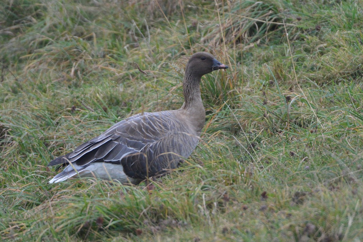 Pink-footed Goose - ML609214131