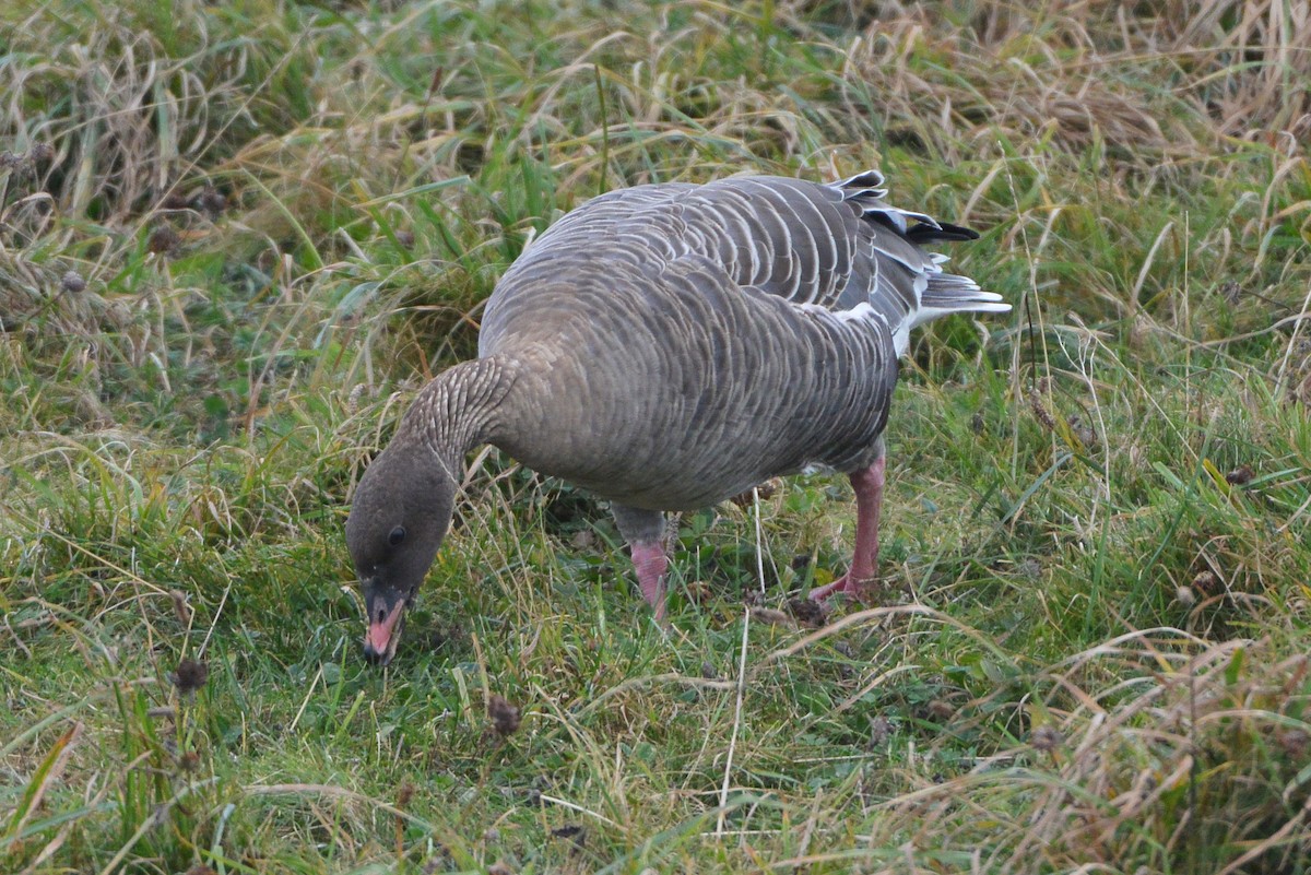 Pink-footed Goose - ML609214141