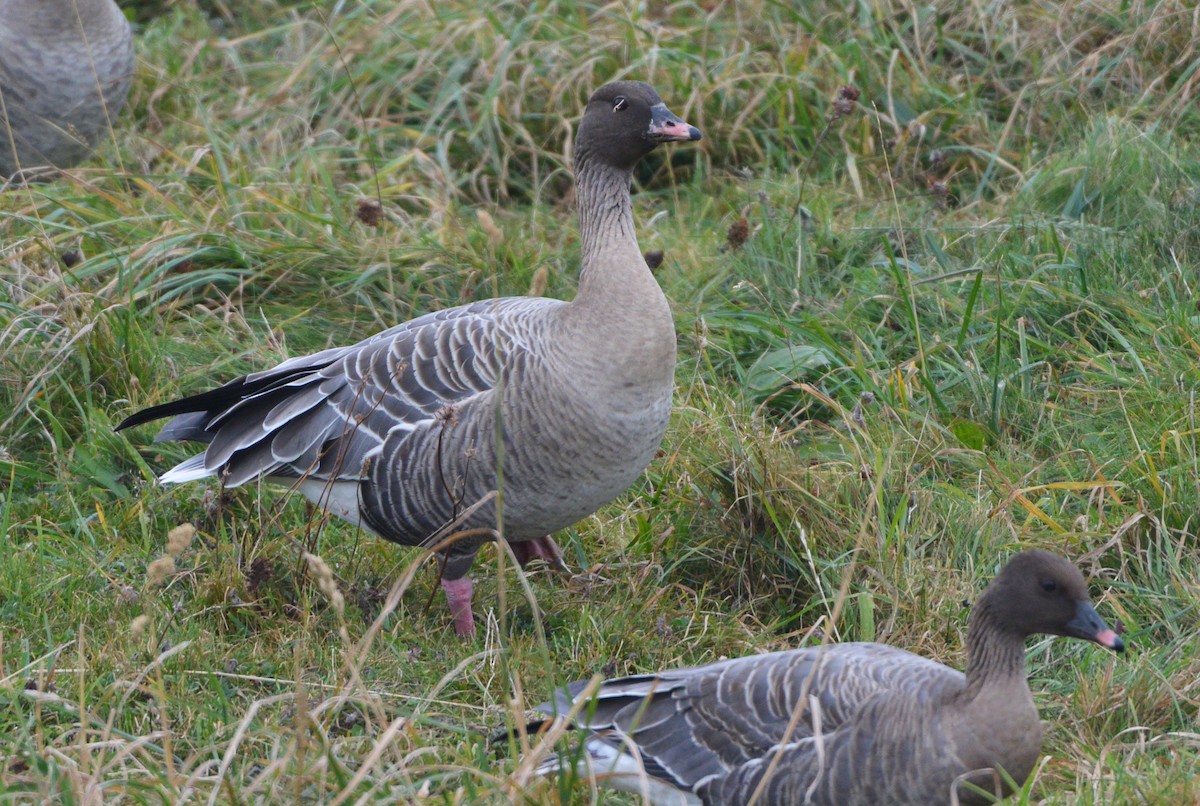Pink-footed Goose - Andreas Deissner