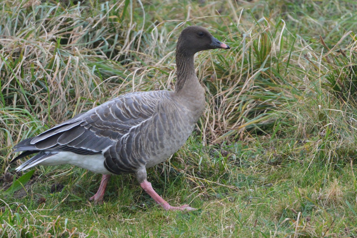 Pink-footed Goose - Andreas Deissner