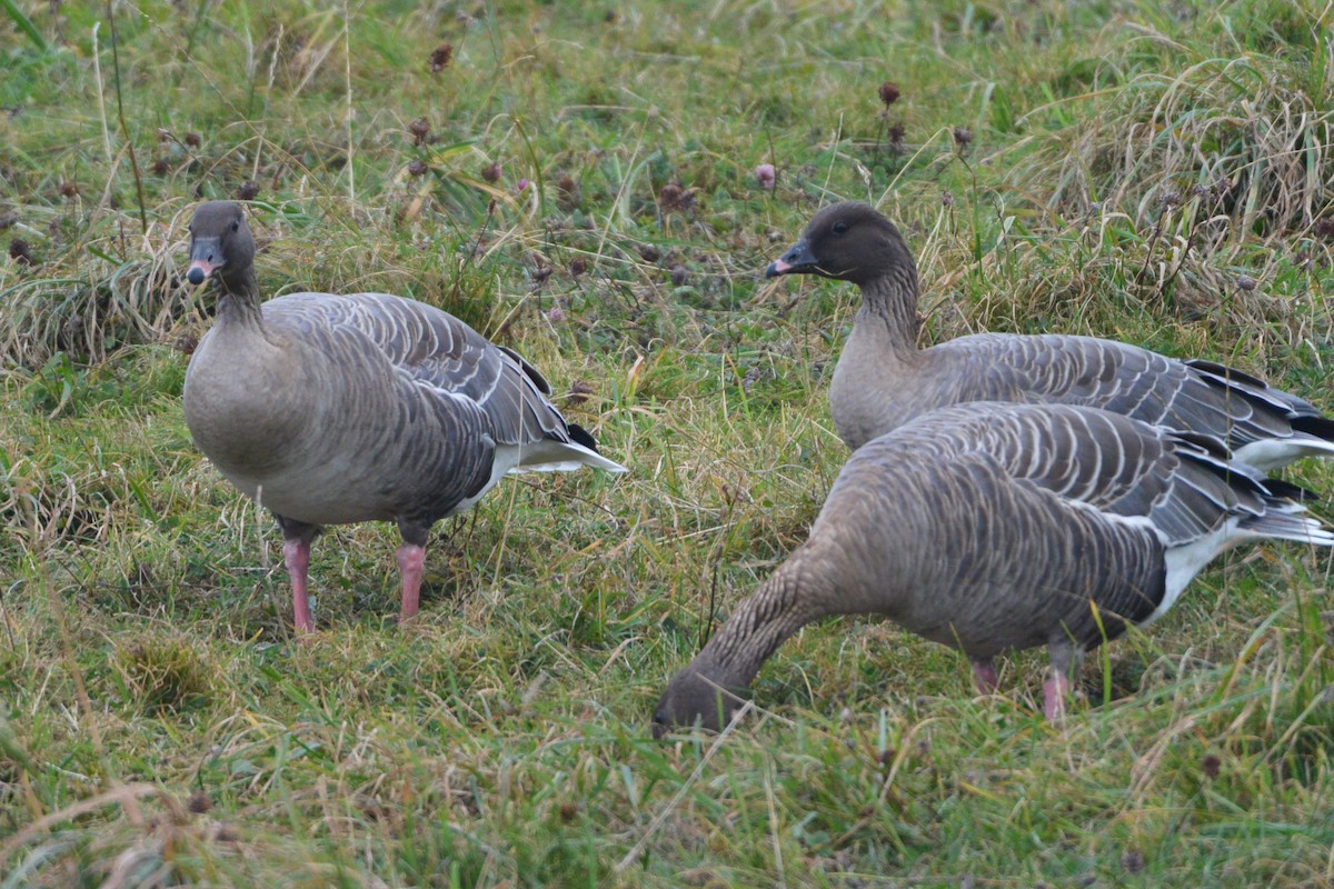 Pink-footed Goose - ML609214155