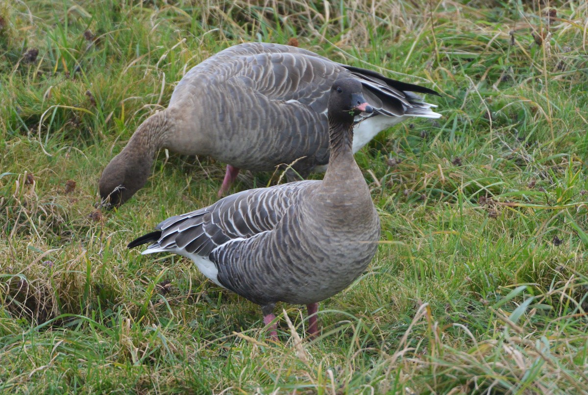 Pink-footed Goose - ML609214166