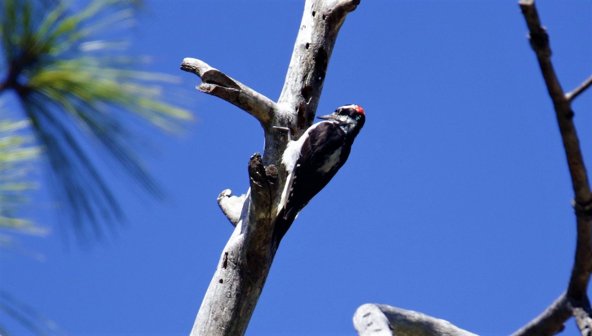 Hairy Woodpecker - FELIPE SAN MARTIN