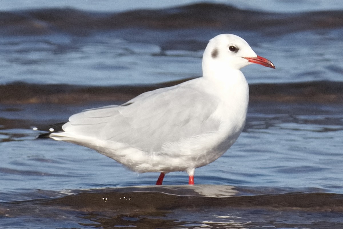Mouette rieuse - ML609214230