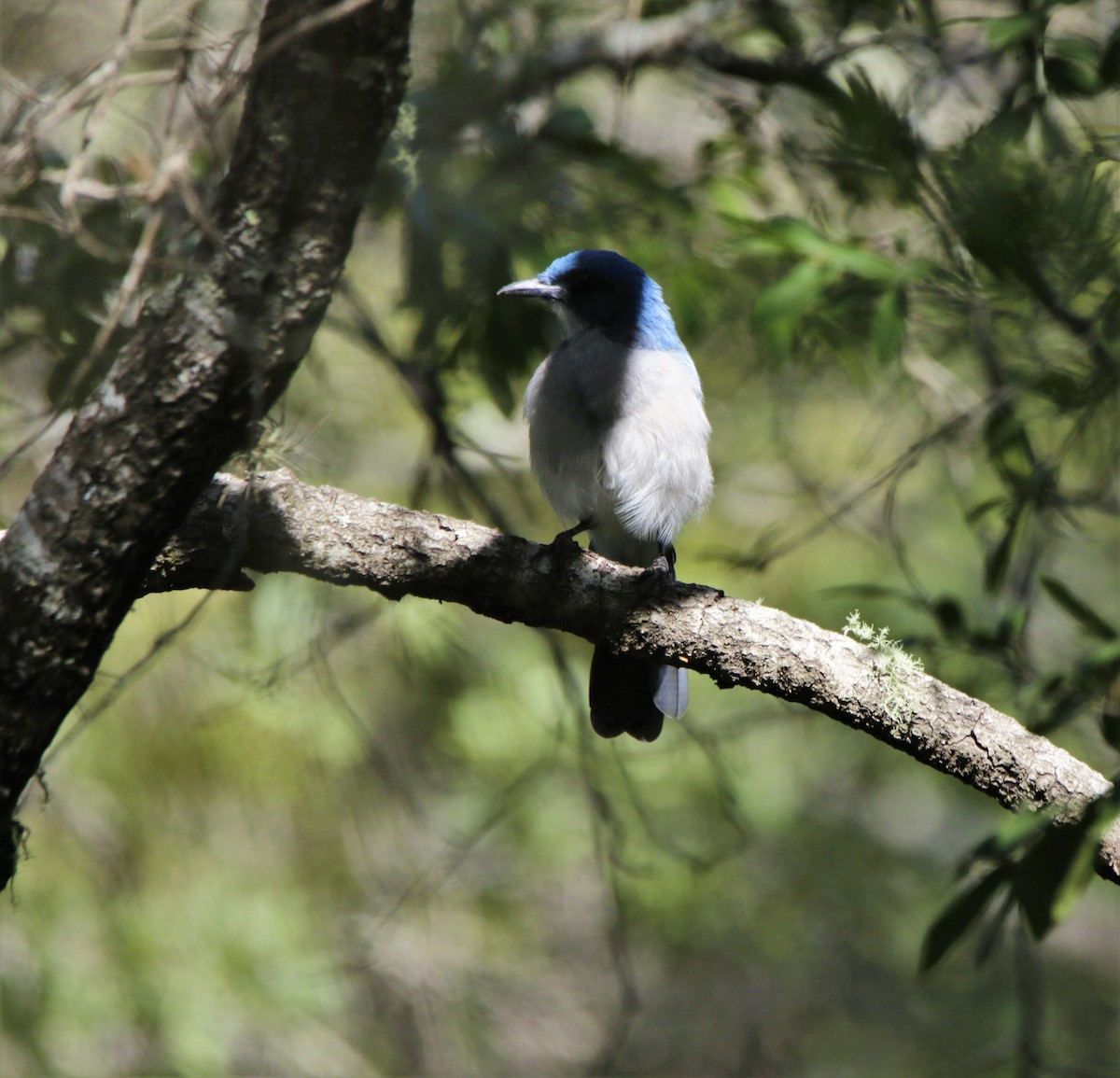 Mexican Jay - ML609214264
