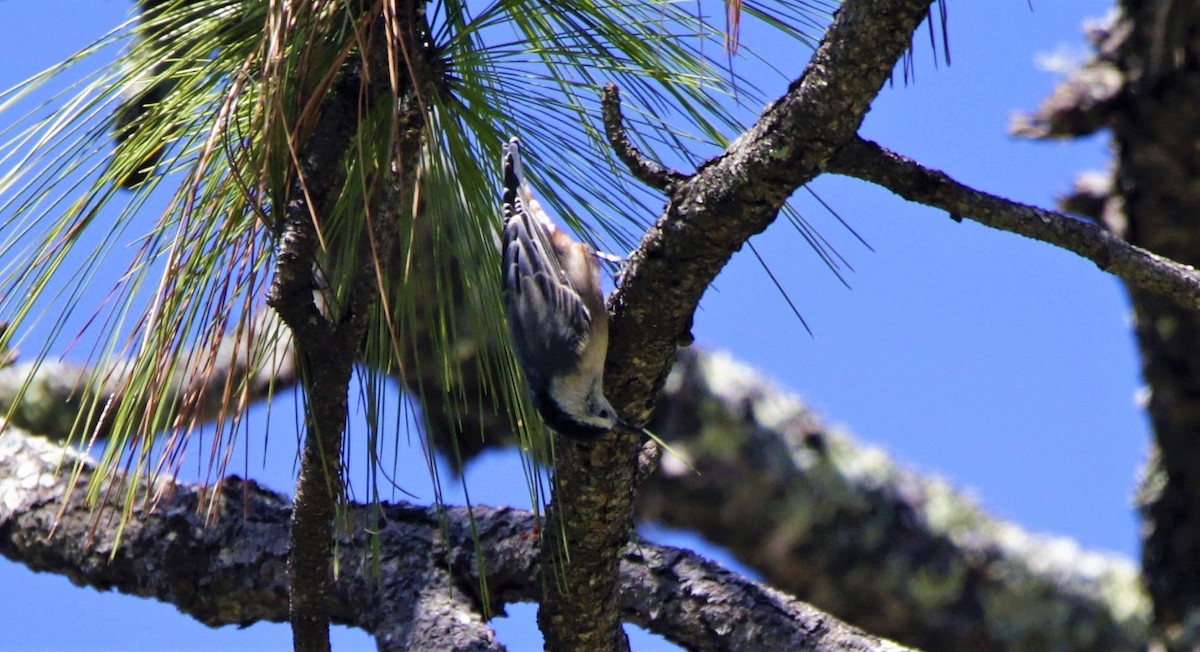 White-breasted Nuthatch - ML609214304