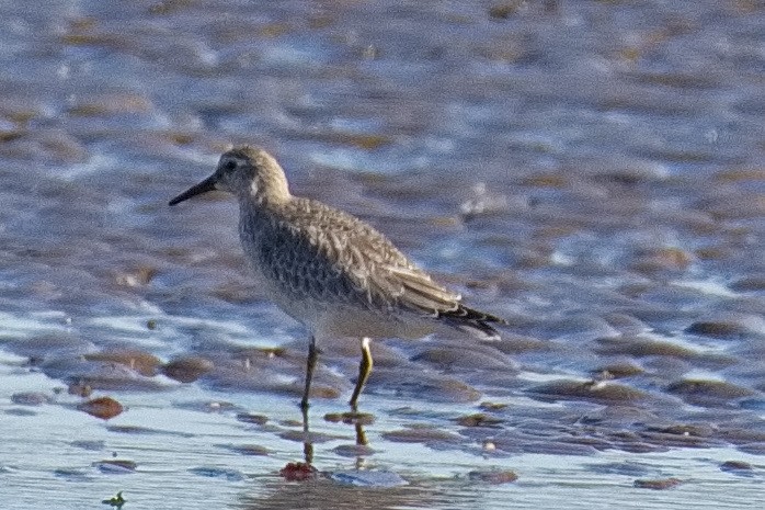 Red Knot - ML609214351