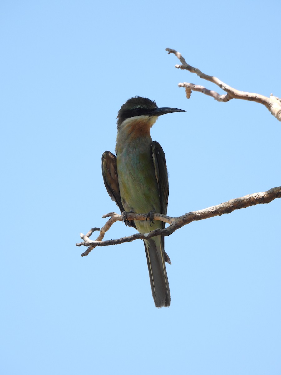 Madagascar Bee-eater - ML609214378