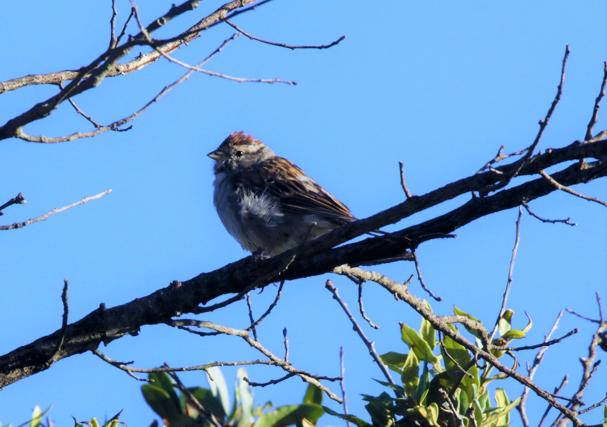 Chipping Sparrow - FELIPE SAN MARTIN
