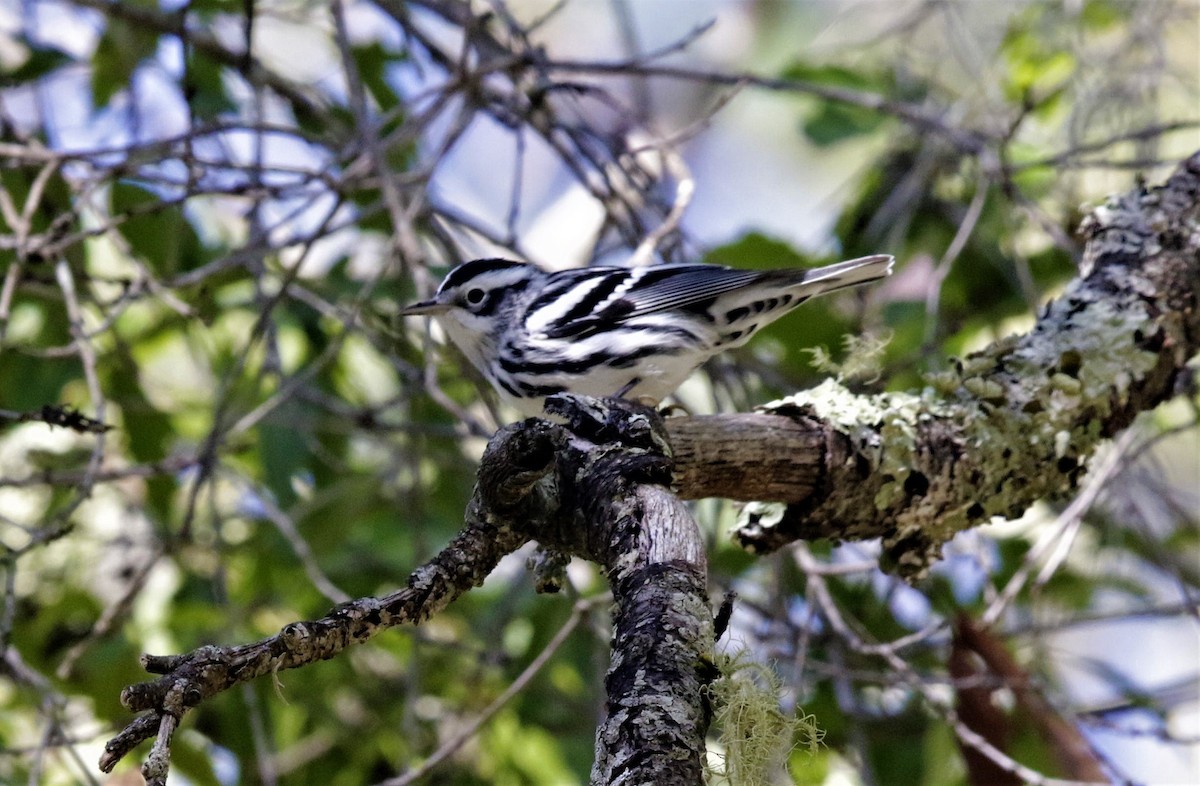 Black-and-white Warbler - ML609214389
