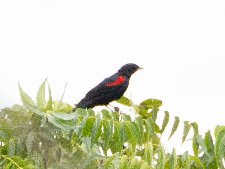 Red-shouldered Cuckooshrike - ML609214467