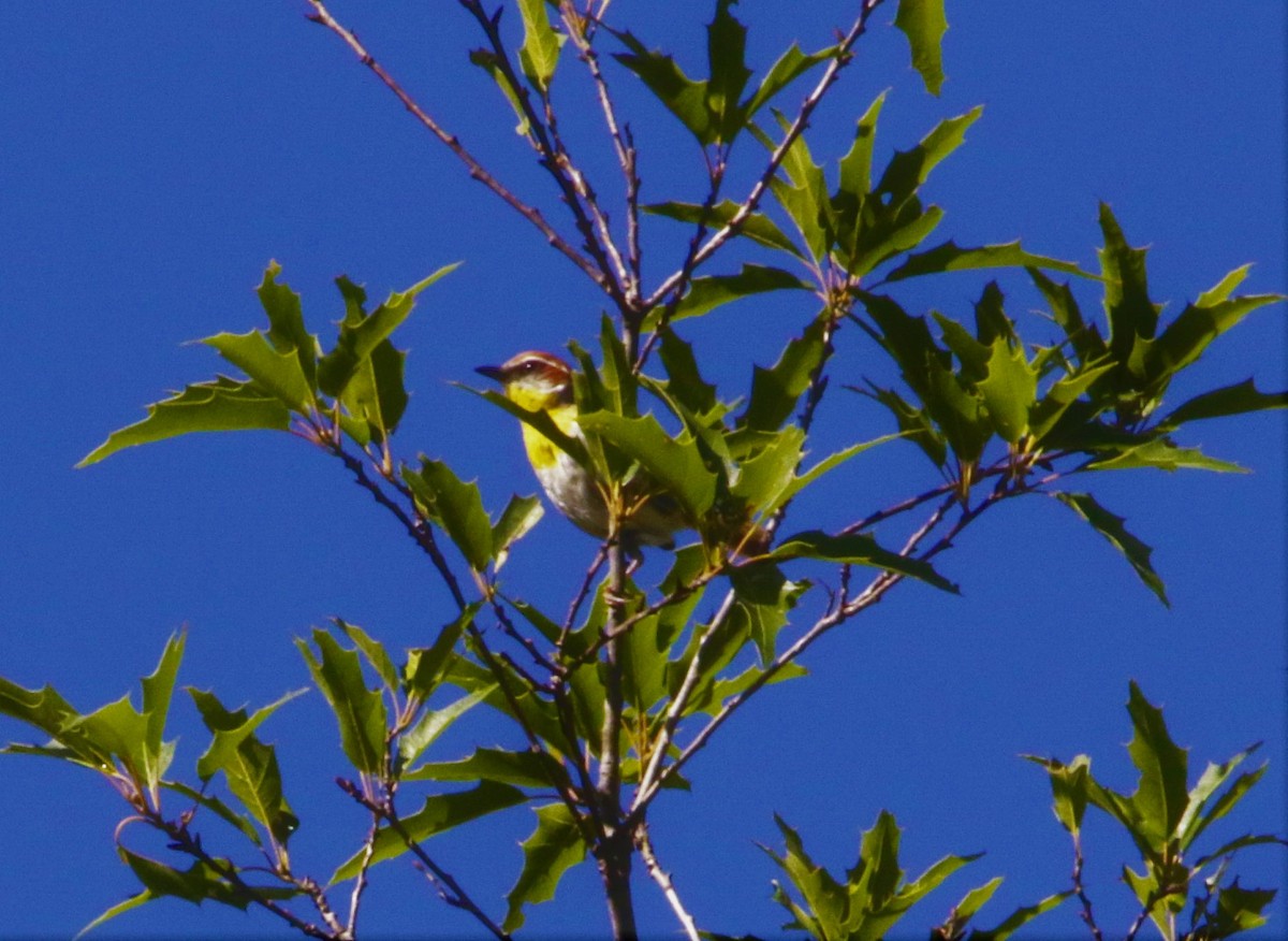 Rufous-capped Warbler - ML609214472