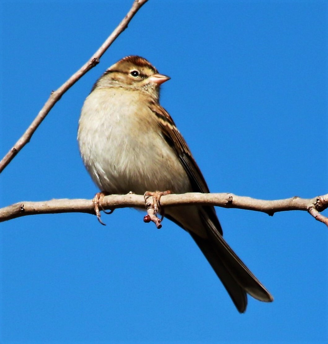 Chipping Sparrow - ML609215021