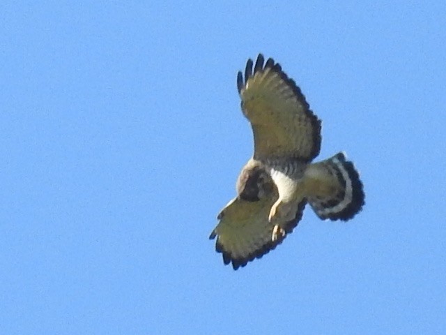 Broad-winged Hawk - ML609215177