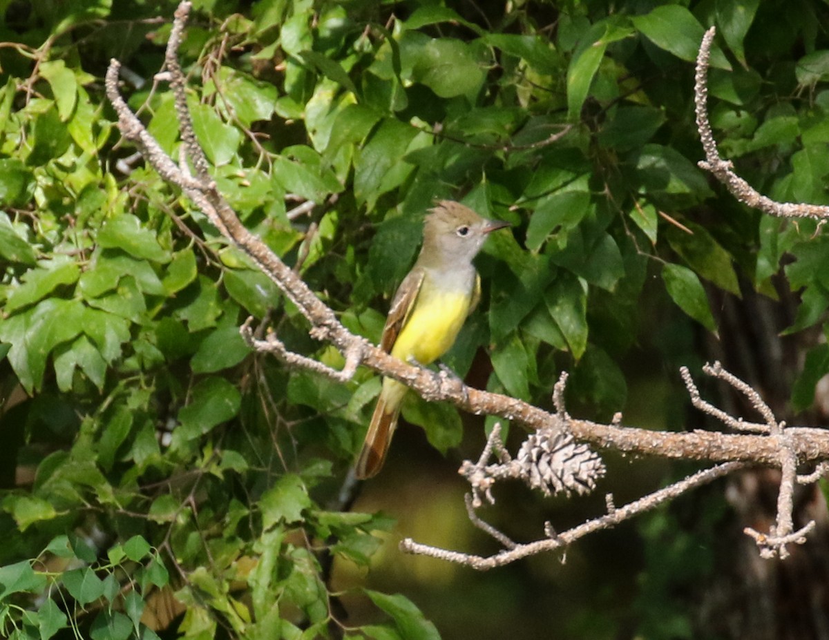Great Crested Flycatcher - ML609215223
