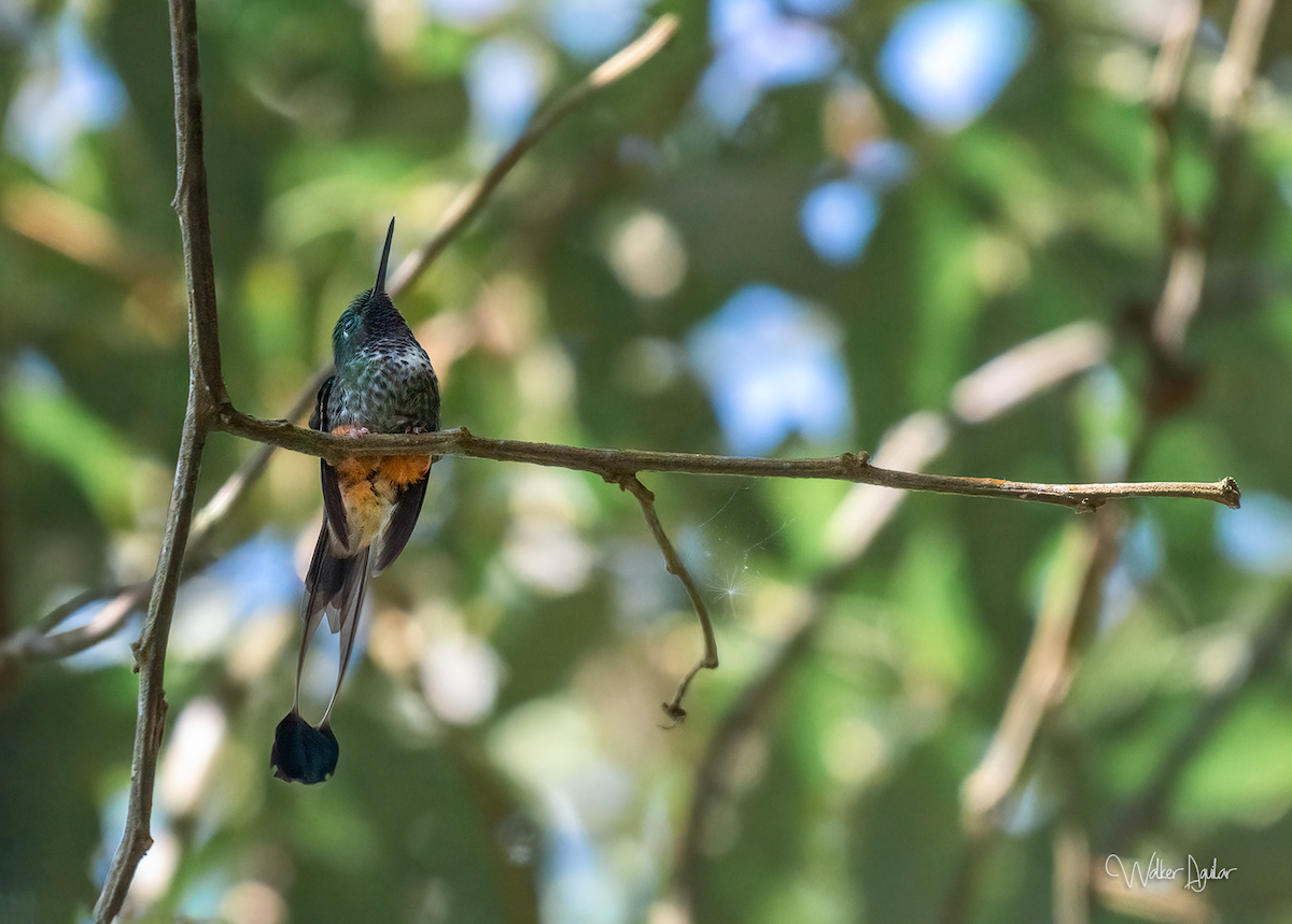 Rufous-booted Racket-tail - ML609215343