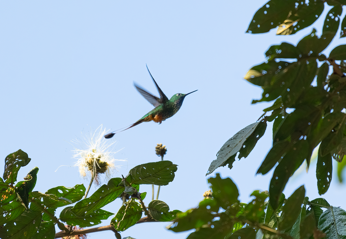 Rufous-booted Racket-tail - ML609215345