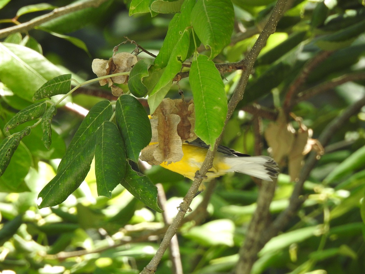 Prothonotary Warbler - ML609215469