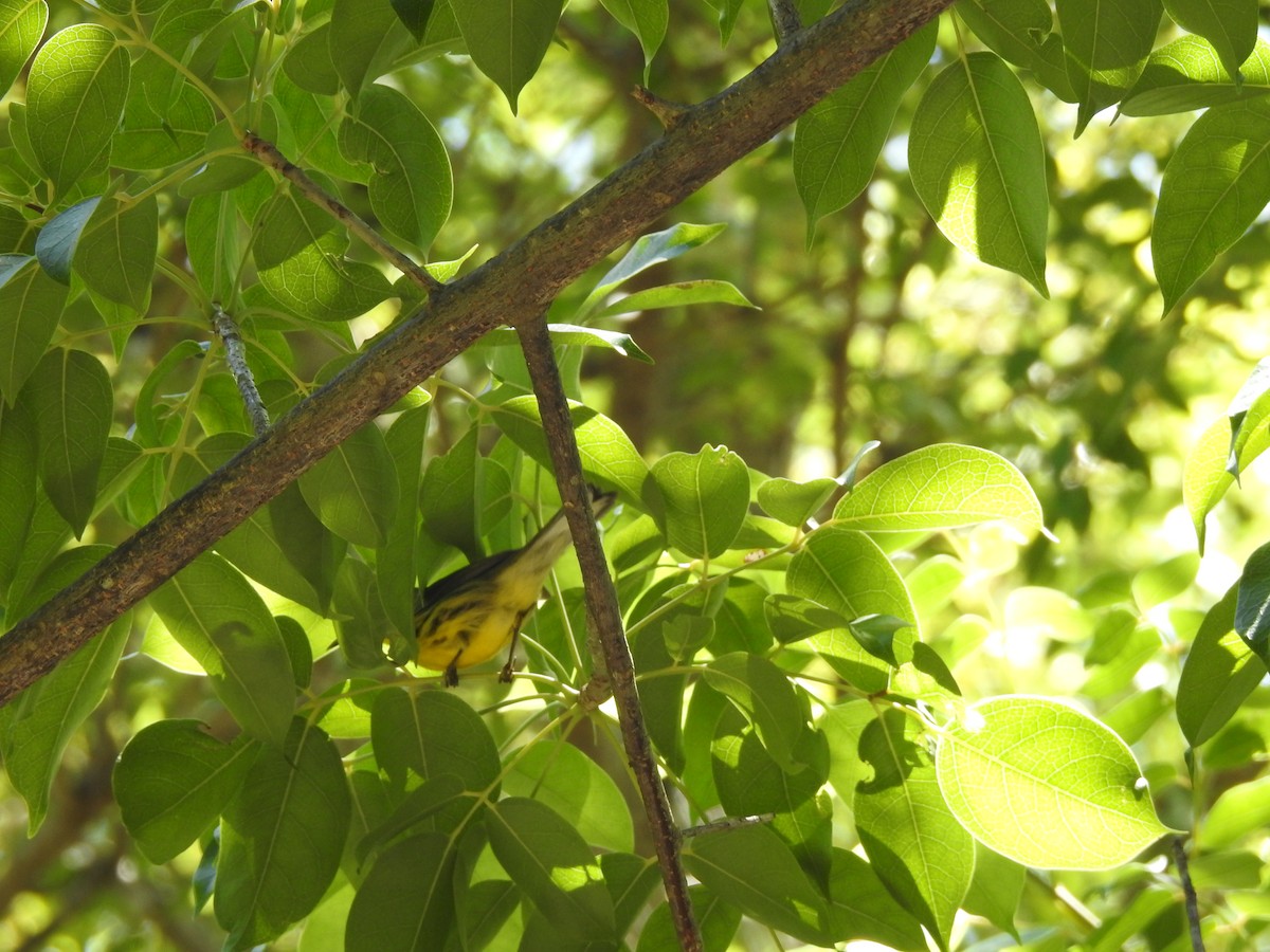 Prothonotary Warbler - ML609215471